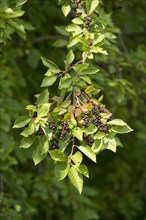 Common Dogwood (Cornus sanguinea)
