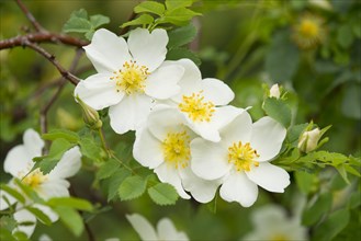 Burnet Rose (Rosa spinosissima)