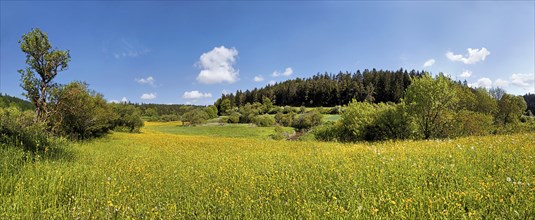 Flower meadow in Morsbachtal valley