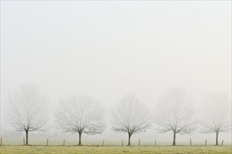 Bare row of trees in fog