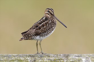 Common Snipe (Gallinago gallinago) standing on a fence