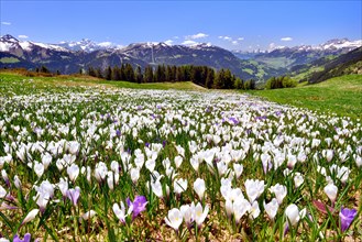 Flowering crocus meadow near Les Diablerets with views of the Dents du Midi