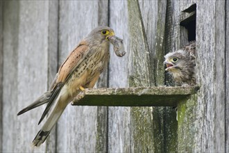 Common Kestrel (Falco tinnunculus) passes mouse to young birds