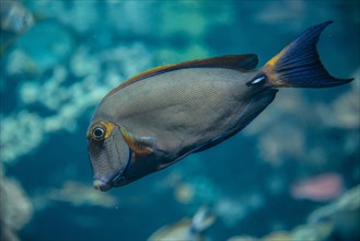 Eyestripe Surgeonfish (Acanthurus dussumieri)