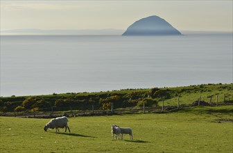 Sheep on a pasture in front of the island of Ailsa Craig