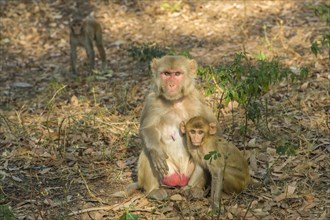 Rhesus macaque (Macaca mulatta) with young