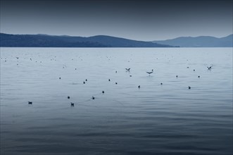 Lake Trasimeno or Lago Trasimeno with seagulls