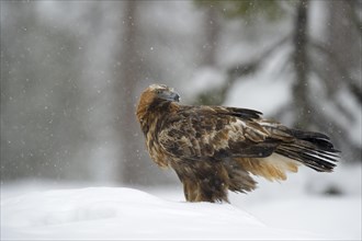Golden Eagle (Aquila chrysaetos) standing in deep snow during snowfall