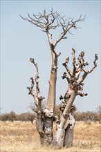 Moringa tree (Moringa ovalifolia)