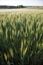 Wheat (Triticum spp.) on a field in late spring