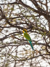 Blue-cheeked Bee-eater (Merops persicus) perched on a dry acacia tree