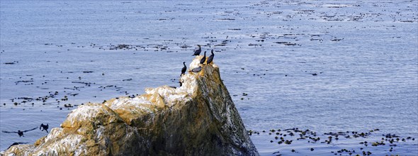Cormorants (Phalacrocorax) on a rock on the Pacific coast at Piedras Blancas