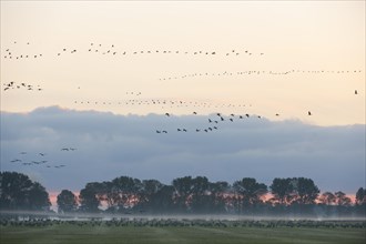 Common Cranes (Grus grus)