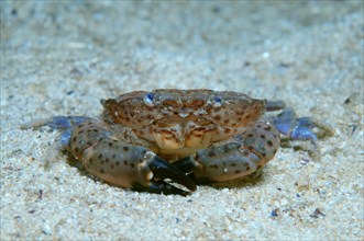 Crab species (Xantho poressa)