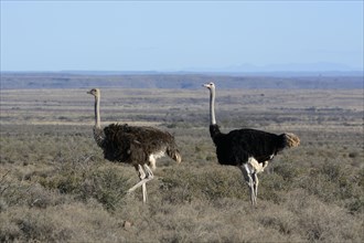 Ostrich or Common Ostrich (Struthio camelus)