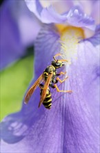 Wasp (Vespula sp.) collecting nectar on a blossom