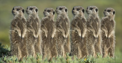 Meerkats (Suricata suricatta) standing in a row