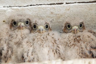 Young Kestrels (Falco tinnunculus) in nest box
