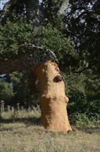 Freshly peeled Cork Oak (Quercus suber)