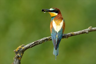 Bee-eater (Merops apiaster) with bumblebee as prey
