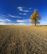 Ploughed and harrowed field with SolitarOak (Quercus) in autumn
