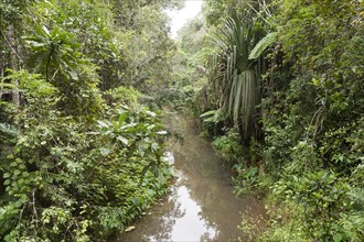 Creek flowing through dense jungle
