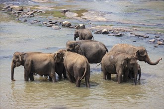 Herd of Asian elephants (Elephas maximus) from the Pinnawela Elephants Orphanage bathe in the Maha Oya river