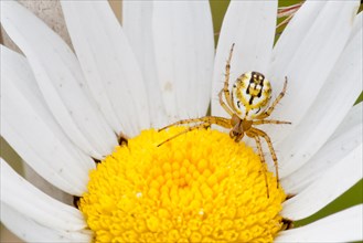 Cricket-bat Orb-weaver Spider (Mangora acalypha) on an Ox-eye Daisy (Leucanthemum vulgare)