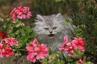 Young Persian cat in pink flowers