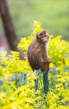 Toque Monkey or Toque Macaque (Macaca sinica) perched on a fence