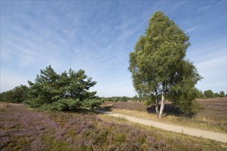 Heath landscape with flowering Heather (Calluna vulgaris)