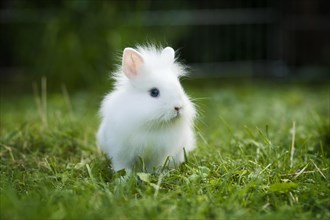 White Lionhead rabbit