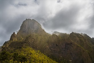 Rocks covered with pine trees