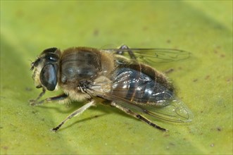 Dronefly (Eristalis tenax)