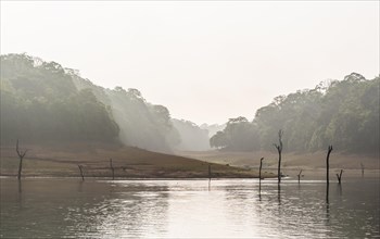 Periyar dam and jungle in the mist