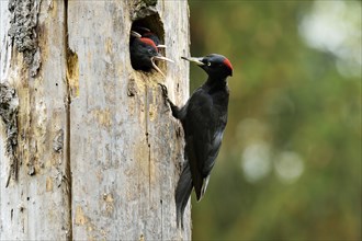 Black Woodpecker (Dryocopus martius) feeding chicks at the nest hole