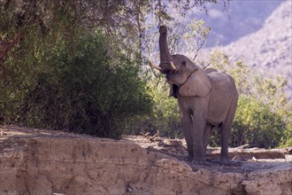 African Bush Elephant (Loxodonta africana) feeding