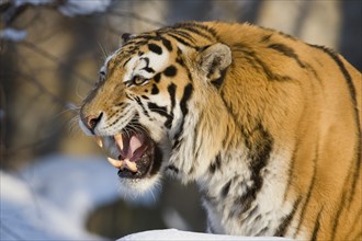 Siberian Tiger or Amur Tiger (Panthera tigris altaica) baring its teeth
