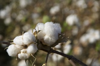 Cotton plants (Gossypium)