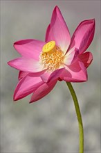 Indian Lotus (Nelumbo nucifera)