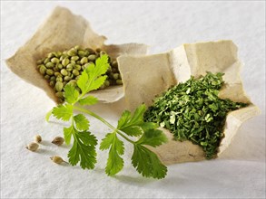 Coriander leaves and coriander seeds