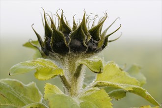 Bud of a Sunflower (Helianthus annuus)