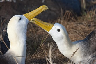 Waved Albatrosses (Phoebastria irrorata)