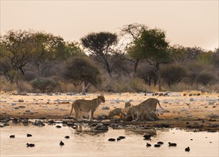 Pride of lions (Panthera leo) drinking at the Klein Namutoni waterhole