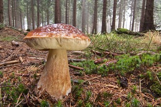 King Bolete or Cep (Boletus edulis) growing in a forest