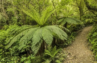 Tree Ferns (Cyatheales) along a hiking trail through primary rainforest