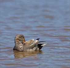 Gadwall (Anas strepera)