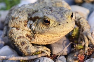 Common Toad (Bufo bufo) on gravel