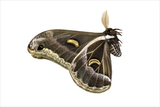 Peacock Moth (Epiphora rotunda)