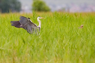 Grey Heron (Ardea cinerea) landing in the reeds shooing away a Reed Bunting (Emberiza schoeniclus) on Lake Neusiedl